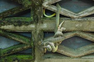 venijn groen slang is aan het eten gekko foto