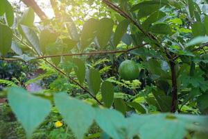 rijp tropisch fruit guava Aan guava boom. foto