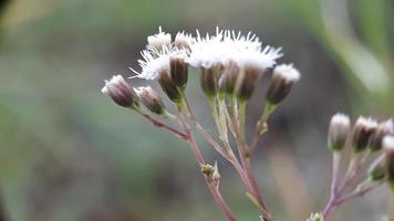 onkruid bloeien in de ochtend- foto