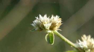 wit bloemen bloeien in de ochtend- Aan de heuvel foto