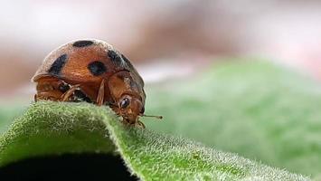 macro foto van een lieveheersbeestje neergestreken Aan een blad