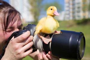 een eend is zittend Aan een professioneel camera lens. fotograaf van dieren. foto