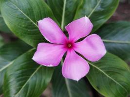 catharanthus roseus, maagdenpalm mooi roze bloem, behoort tot naar de bloeiend fabriek familie apocynaceae foto