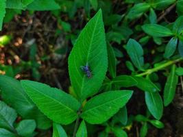 detailopname van een vlieg neergestreken Aan een blad, een vlieg Aan een groen blad, een insect. abstract groen textuur, natuur groen toon achtergrond. gevleugeld dier. foto