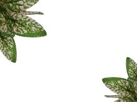 polka punt hypoestes sier- plant, geïsoleerd Aan wit achtergrond foto