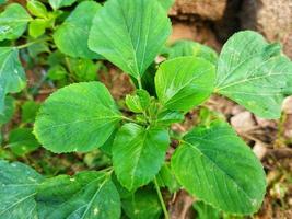 spinazie fabriek in de tuin, geschikt voor groenten, chips. wild planten. foto