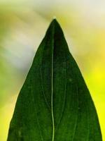 macro fotografie, dichtbij omhoog van blad structuur foto