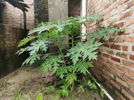 jong papaja bomen toenemen in de werf foto