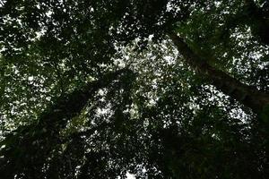 bomen in het bos foto