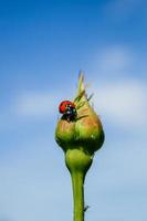 lieveheersbeestje Aan roos knop foto