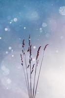planten silhouet en lucht achtergrond in wintertijd foto