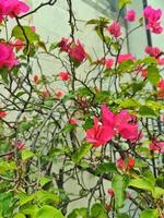 vastleggen de schoonheid van roze bloemen in een tuin, een sereen beeld van roze bloemen in bloeien, een prachtig foto van roze bloemen in een tuin