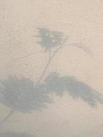 bladeren schaduw achtergrond Aan beton muur textuur, bladeren boom takken schaduw foto