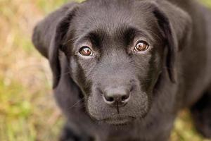 een zwart labrador puppy Aan een achtergrond van groen gras. dier, huisdier. foto