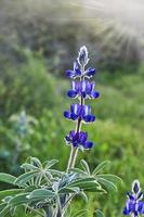 Purper berg lupine in de stralen van de instelling zon foto