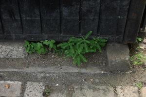 klein bladeren fabriek foto Aan trottoir met vuil zanderig steen vloeren en zwart hek achtergrond.