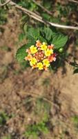 west Indisch lantana bloem algemeen bekend net zo gandapana wild bloem foto