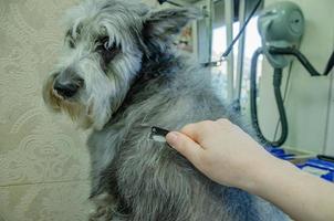 trimmen plukken dood haren van de jas van de hond. hond zorg foto