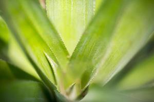 top keer bekeken van ananas fruit bladeren patroon Bij madhupur, tangail, bangladesh. foto