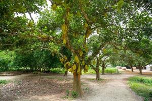 een groot schaal van jackfruits hangende Aan de boom. jackfruit is de nationaal fruit van bangladesh. het is een seizoensgebonden zomer tijd fruit. foto