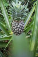 groen ananas fruit groeit in tuin Bij madhupur, tangail, bangladesh. foto