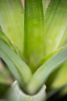 top keer bekeken van ananas fruit bladeren patroon Bij madhupur, tangail, bangladesh. foto