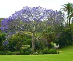 mooi blauw jacaranda boom groeit in Australië foto