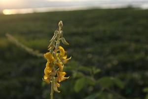 silhouetten van planten tegen de achtergrond van de zonsondergang Aan de meer foto