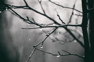 eenzaam bladerloos boom takken met druppels van water na een november verkoudheid regen foto
