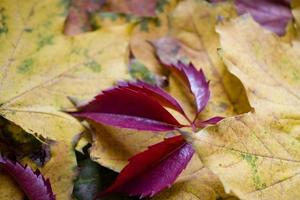 achtergrond met herfst gekleurde esdoorn- bladeren foto
