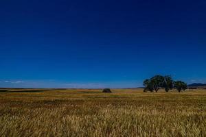 mooi natuurlijk agrarisch achtergrond tarwe in de veld- warm zomer voordat oogst foto