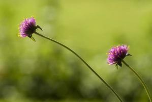 tweeling gomphrena bloem in tuin foto