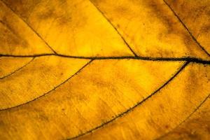 detailopname van een geel droog blad. natuur achtergrond foto