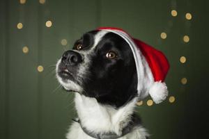 schattige hond met de rode hoed van santa