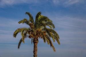 groot groen palm boom tegen de lucht foto