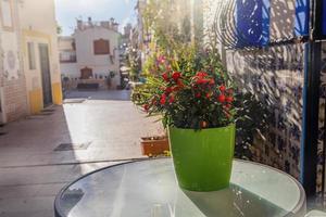 tomaat fabriek in een pot Aan een tafel in een straat in de historisch een deel van de stad van Alicante Spanje Aan een zonnig dag foto