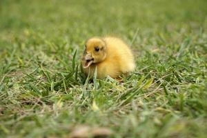 geel genesteld van eend met Open mond Aan gras foto