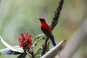 Mevr. goulds sunbird of aethopyga gouldiae opgemerkt in latpanchar in west Bengalen foto