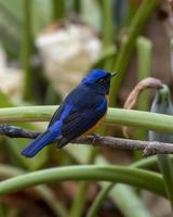 roodbuik niltava of niltava sundara opgemerkt in rongtong in west Bengalen foto