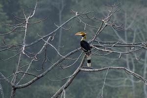 Super goed neushoornvogel of buceros bicornis opgemerkt in rongtong in west Bengalen, Indië foto