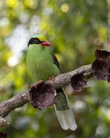 gemeenschappelijk groen ekster of cisa chinensis opgemerkt in latpanchar in west Bengalen, Indië foto