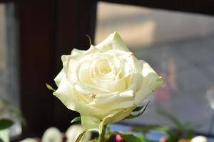wit bloeiend roos foto