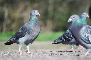 schattig duif in de lokaal openbaar park van luton stad- van Engeland uk foto