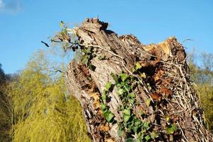 laag hoek visie van lokaal openbaar park en mooi bomen een Doorzichtig en verkoudheid dag van 24 maart 2023 Bij luton stad- van Engeland uk. foto