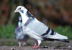 schattig duif in de lokaal openbaar park van luton stad- van Engeland uk foto