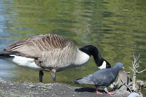 schattig water vogelstand Bij de meer van openbaar park van luton Engeland uk foto