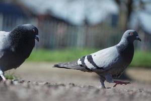 schattig duif in de lokaal openbaar park van luton stad- van Engeland uk foto