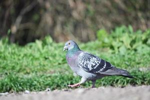 schattig duif in de lokaal openbaar park van luton stad- van Engeland uk foto