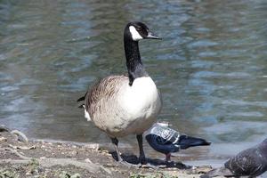 schattig water vogelstand Bij de meer van openbaar park van luton Engeland uk foto