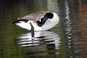 schattig water vogelstand Bij de meer van openbaar park van luton Engeland uk foto